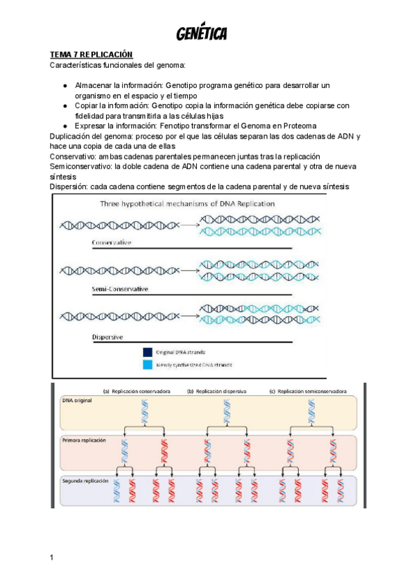 Miniatura del documento GENETICA APUNTES 2DO PARCIAL PARTE 1 Temas 7-10.pdf