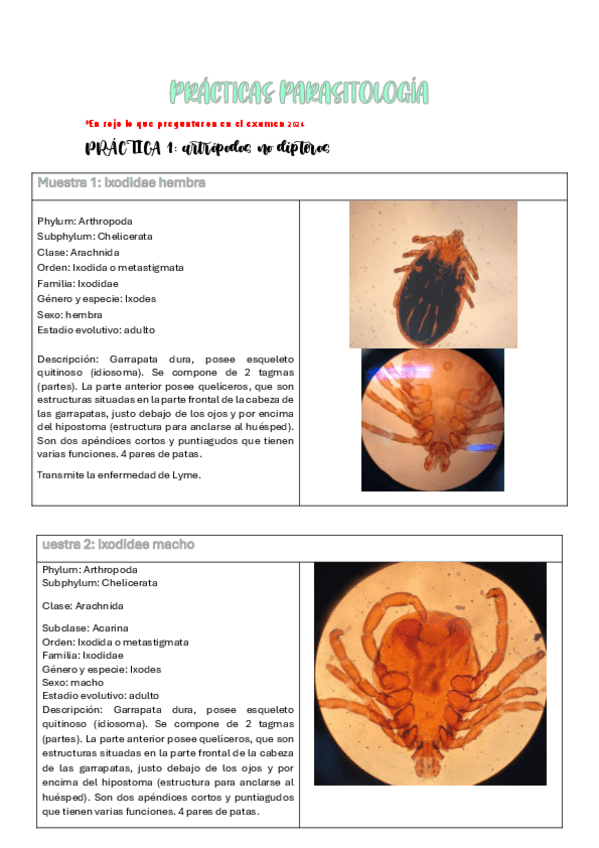 Miniatura del documento apuntes PRACTICAS-PARASITOLOGIA-con-preguntas-de-examen-2024.pdf