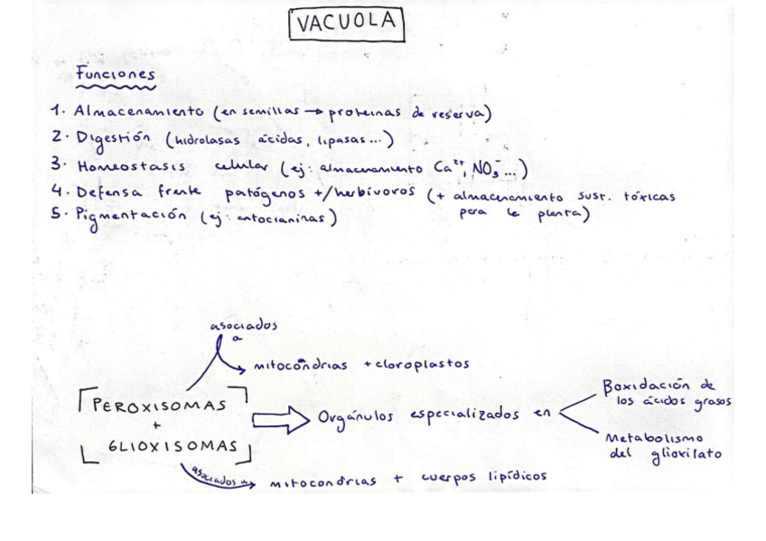Miniatura del documento lo-importante-PRIMER-CUATRI-FV.pdf