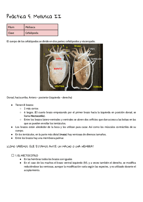 Miniatura del documento Zoologia.-Practica-5..pdf