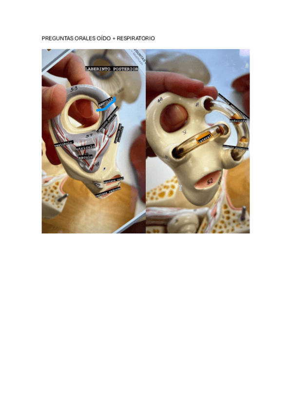 Miniatura del documento Preguntas-orales-oido--respiratorio.pdf