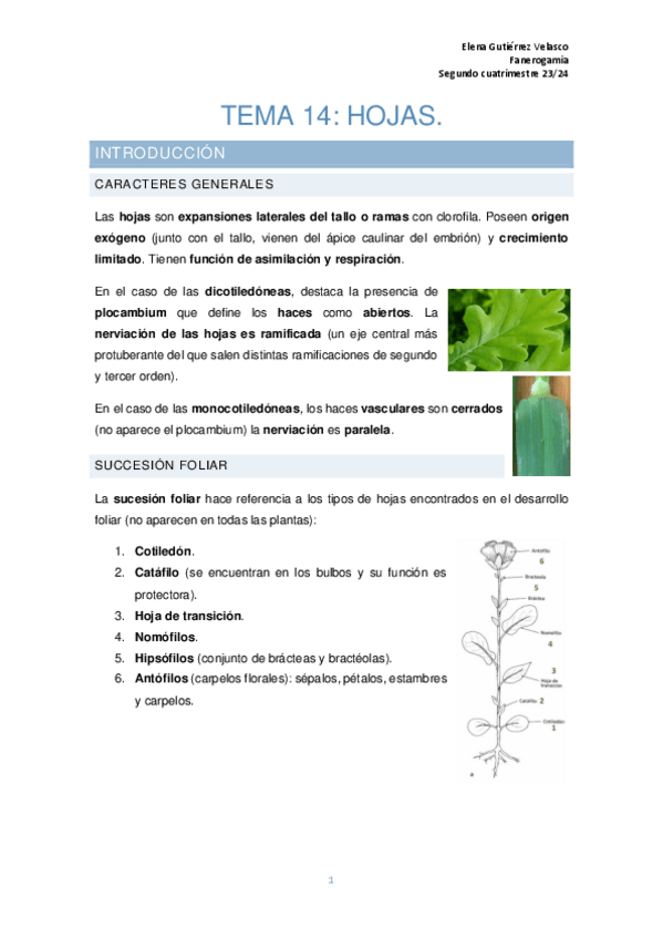 Miniatura del documento tema-14-hojas.pdf