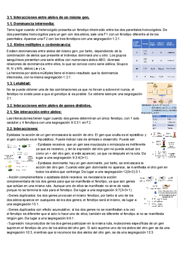 Miniatura del documento T3-Interaciones-geneticas-3.1-3.4.pdf