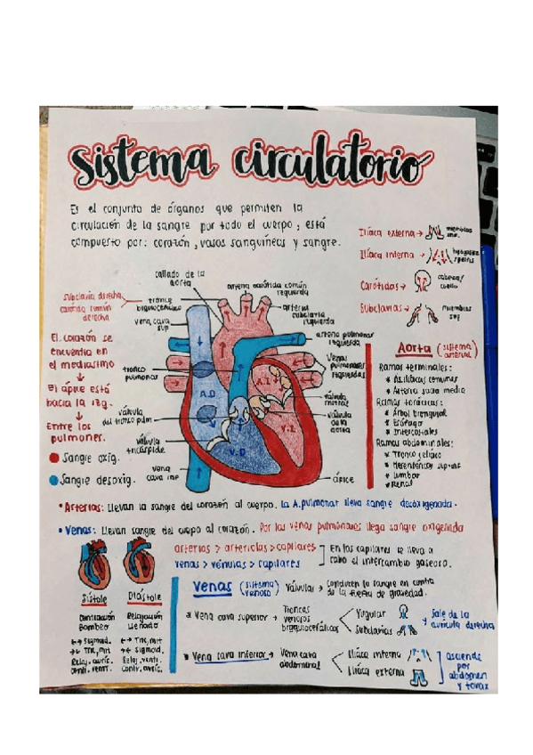 Miniatura del documento Sistema-Circulatorio-con-dibujo.pdf