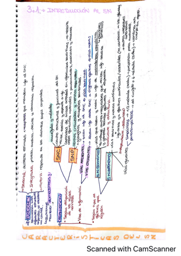 Miniatura del documento Tema-3.1-Nervioso-fisio-esquemas.pdf
