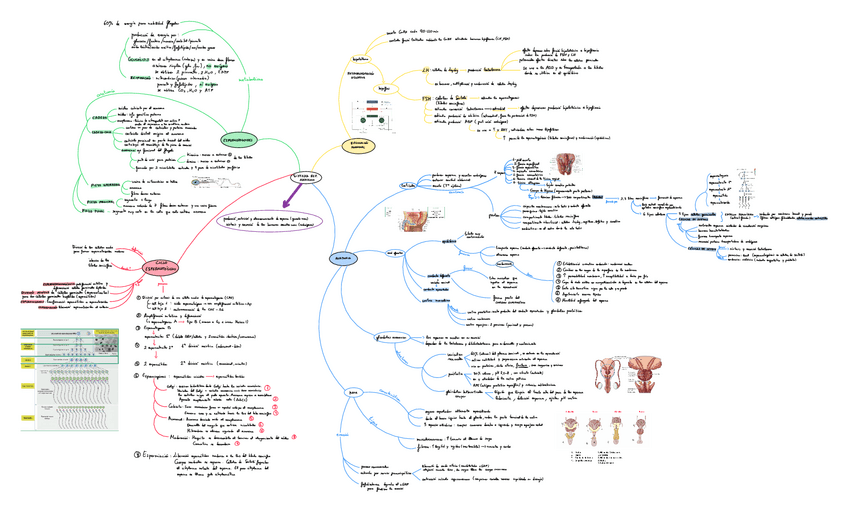 Miniatura del documento Espermatogenesis-mapa-mental.pdf