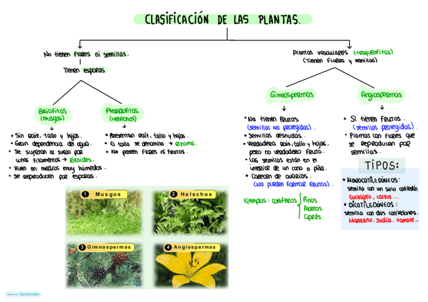 Miniatura del documento ESQUEMA-CLASIFICACION-DE-LAS-PLANTAS.pdf