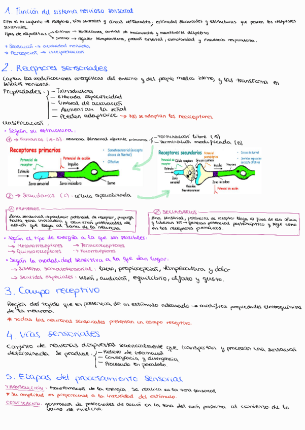 Miniatura del documento Tema-3-Introduccion-a-la-fisiologia-sensorial.pdf