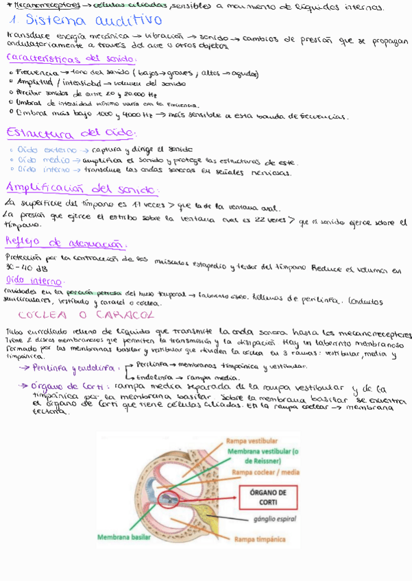 Miniatura del documento Tema-6-Sistemas-auditivo-y-vestibular.pdf