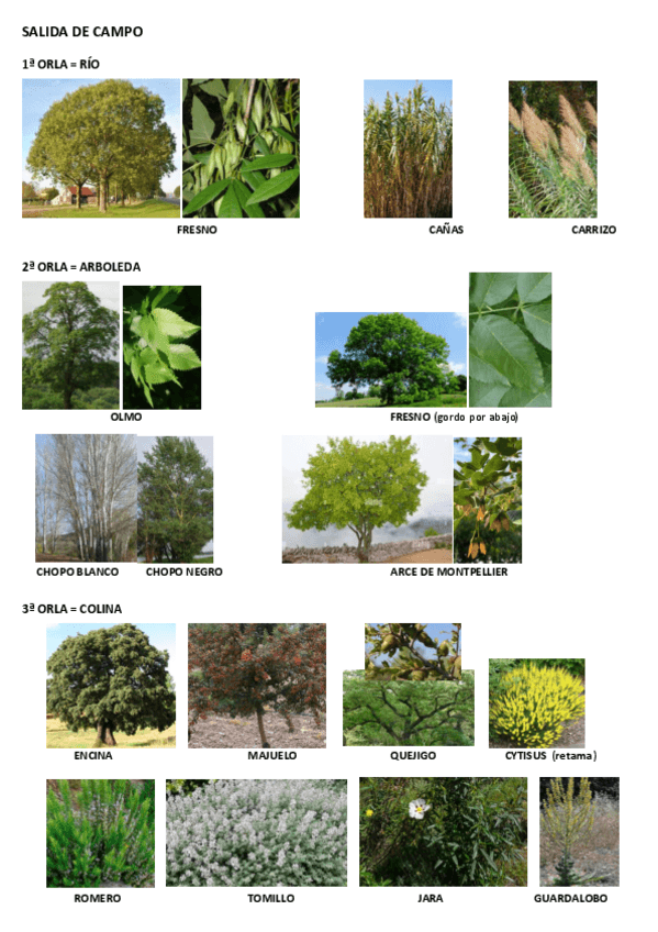 Miniatura del documento SALIDA-DE-CAMPO.pdf