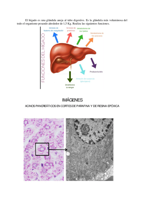 Miniatura del documento Higado.pdf