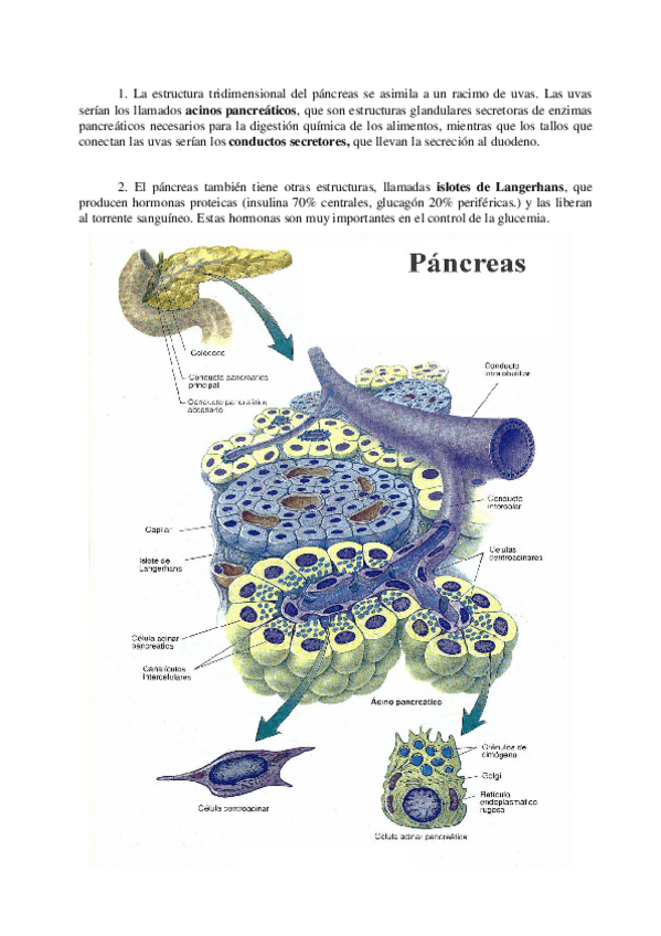 Miniatura del documento Pancreas.pdf