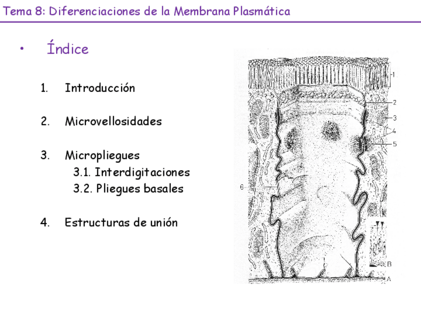 Miniatura del documento Tema-8-Diferenciaciones-23-24.pdf