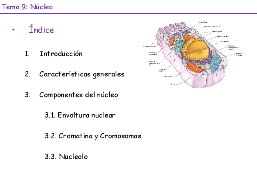 Miniatura del documento Tema-9-10-nucleo-23-24.pdf
