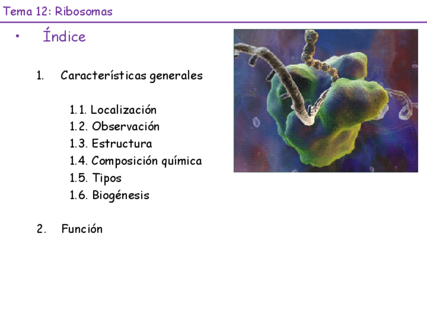 Miniatura del documento Tema-12-Ribosomas-23-24.pdf