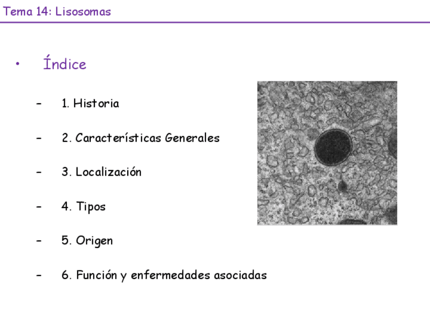 Miniatura del documento Tema-14-Lisosomas-peroxisomas-mitocondrias-23-24.pdf