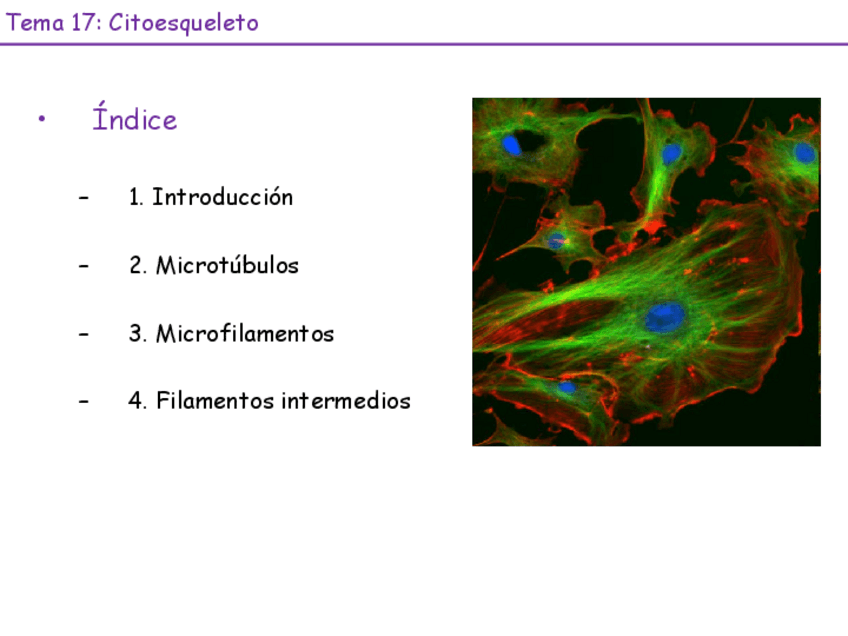 Miniatura del documento Tema-15-Citoesqueleto-23-24.pdf