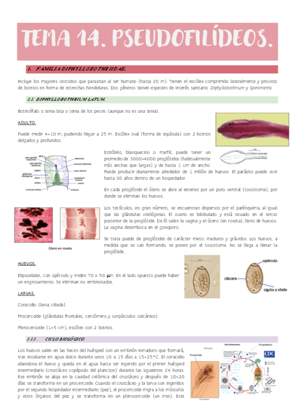 Miniatura del documento Tema-14.-Pseudofilideos..pdf