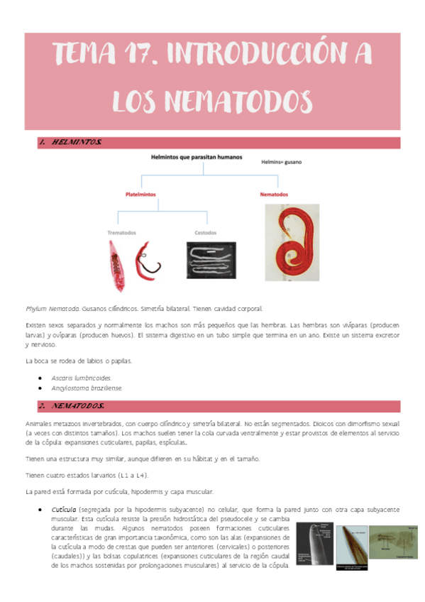 Miniatura del documento Tema-17.-Introduccion-a-los-nematodos.pdf