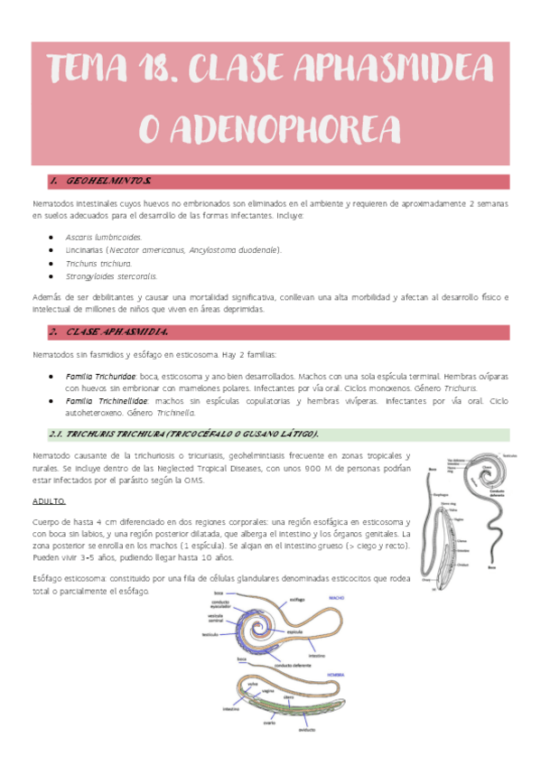 Miniatura del documento Tema-18.-Clase-Aphasmidea-o-Adenophorea.pdf
