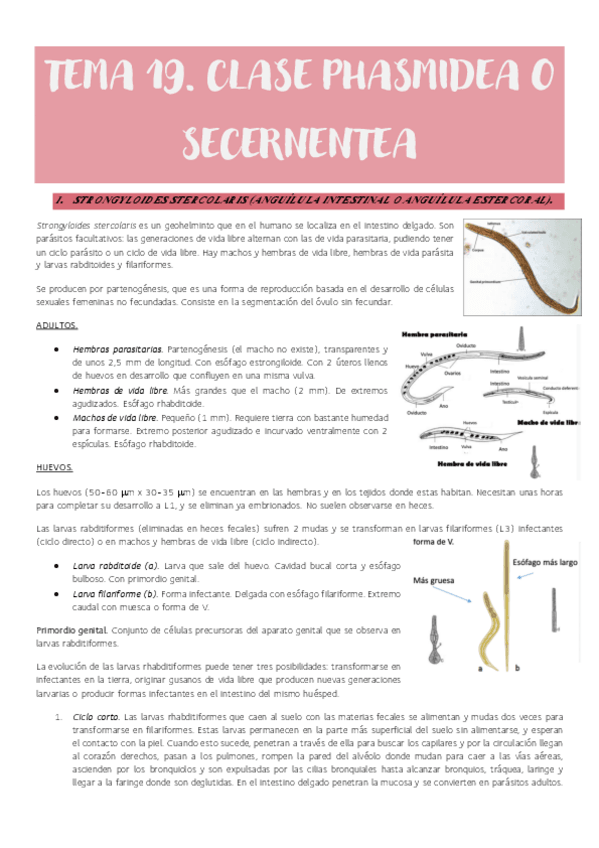 Miniatura del documento Tema-19.-Clase-Phasmidea-o-Secernentea.pdf