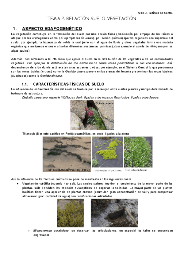 Miniatura del documento Tema II..pdf