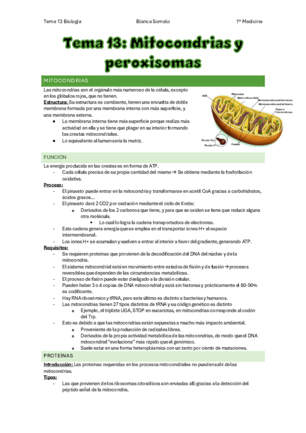Miniatura del documento Tema-13Mitocondrias-y-peroxisomasBiologiaBlancaSomalo.pdf