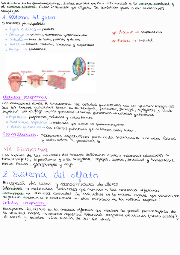 Miniatura del documento Tema-7-Sistemas-quimicos-gusto-y-olfato.pdf