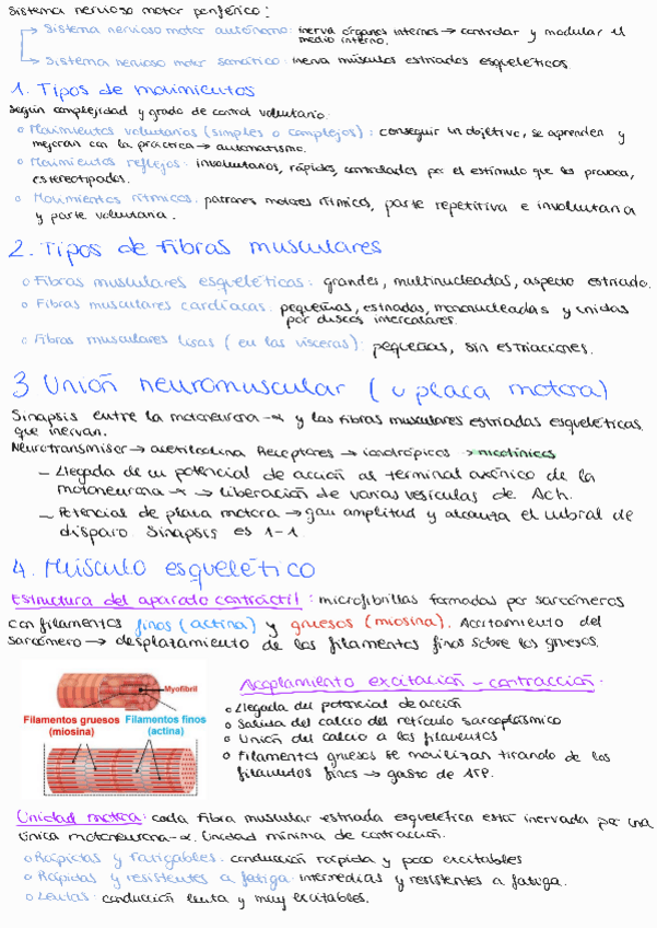 Miniatura del documento Tema-8-introduccion-al-sistema-motor-somatico-musculo-esqueletico.pdf