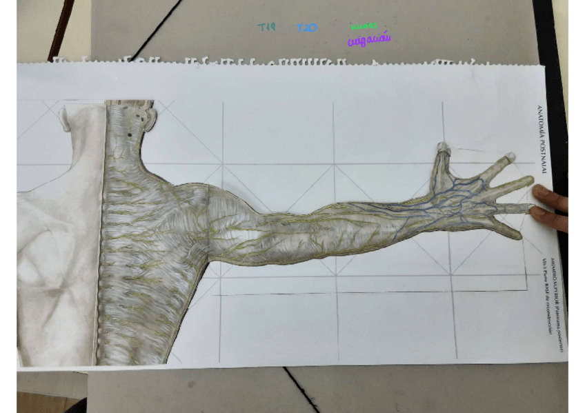 Miniatura del documento Extremidad-sup-parte-postbelorcio.pdf
