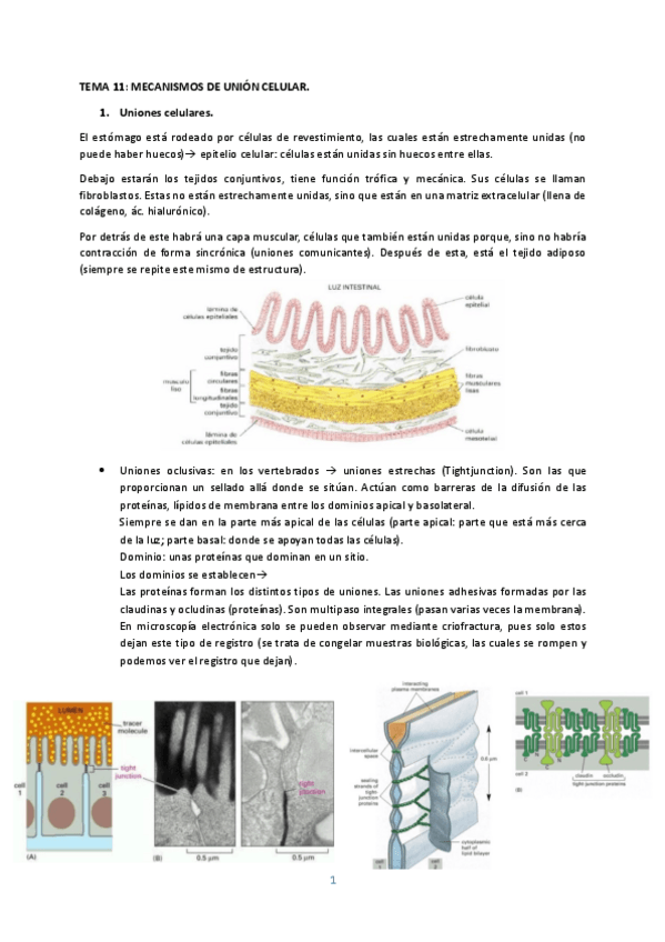 Miniatura del documento TEMA-11.pdf