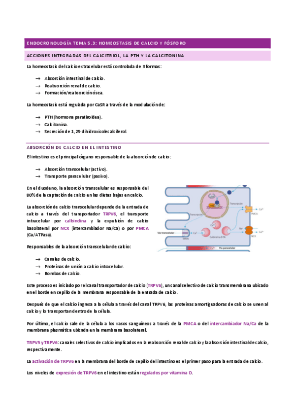 Miniatura del documento ENDOCRINOLOGIA-TEMA-5.3.pdf