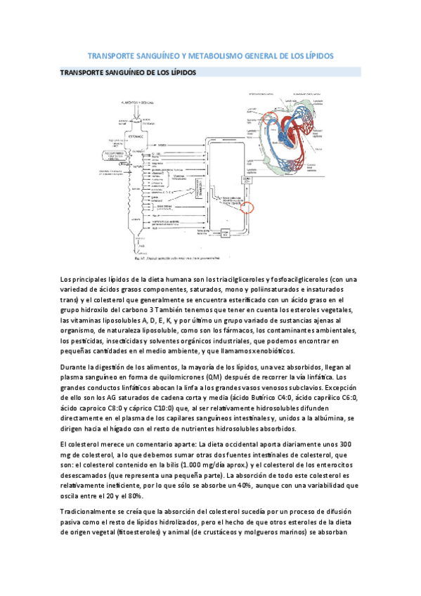 Miniatura del documento METABOLISMO-DE-LOS-LIPIDOS.pdf
