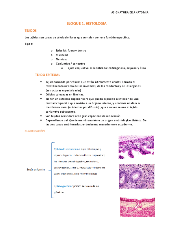 Miniatura del documento BLOQUE-1.-HISTOLOGIA.pdf