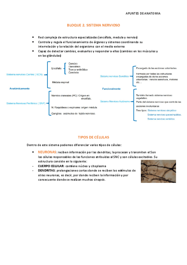 Miniatura del documento BLOQUE-2.-SISTEMA-NERVIOSO.pdf