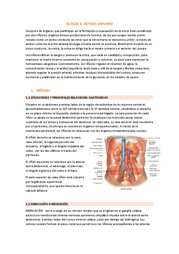 Miniatura del documento BLOQUE-8.-SISTEMA-URINARIO.pdf