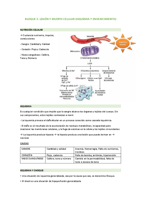 Miniatura del documento BLOQUE-5.-LESION-Y-MUERTE-CELULAR-ISQUEMIA-Y-ENVEJECIMIENTO.pdf