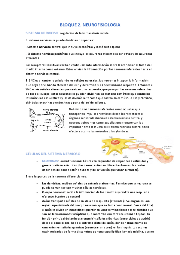 Miniatura del documento BLOQUE-2.-NEURO.pdf