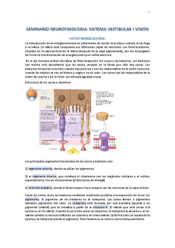 Miniatura del documento seminario-oido-y-vision.pdf
