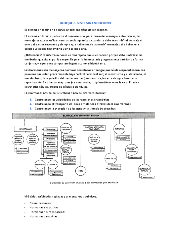 Miniatura del documento BLOQUE-6.-SISTEMA-ENDOCRINO.pdf