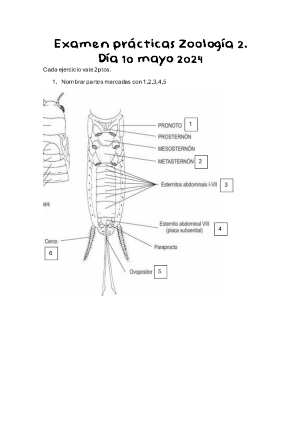 Miniatura del documento Examen-practicas-Zoologia-2.-10-mayo-2024.pdf