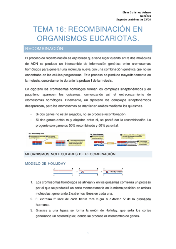 Miniatura del documento tema-16-genetica-recombinacion-eucariotas.pdf