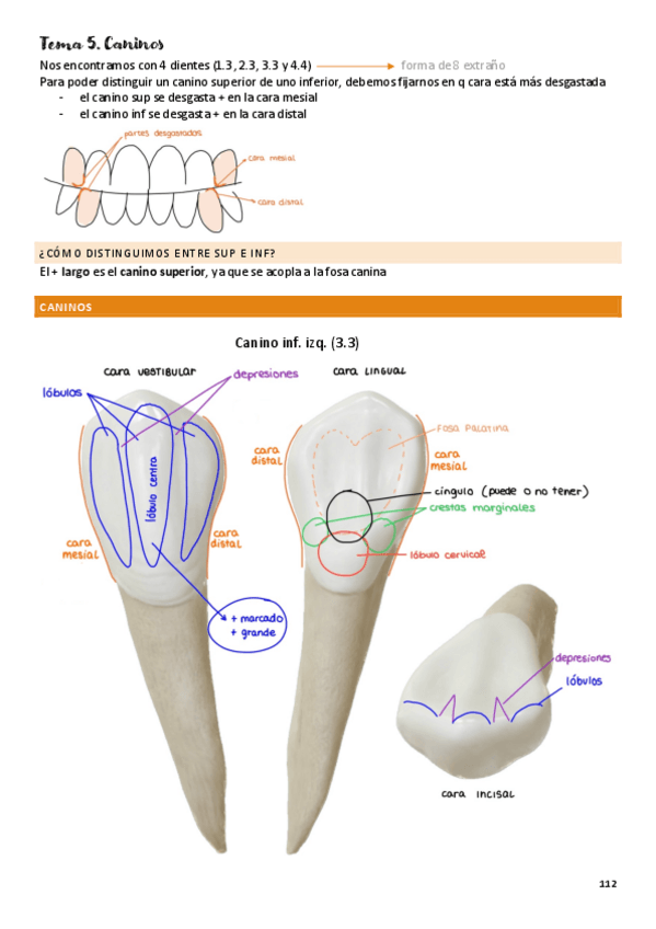 Miniatura del documento tema-5-caninos.pdf
