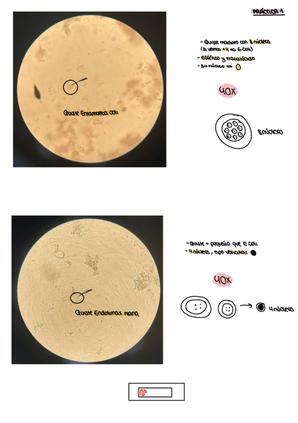 Miniatura del documento Practicas-Parasitologia.pdf