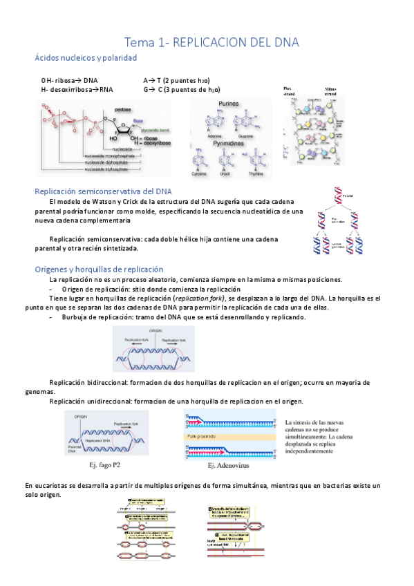 Miniatura del documento Tema-1-Replicacion-del-DNA.pdf