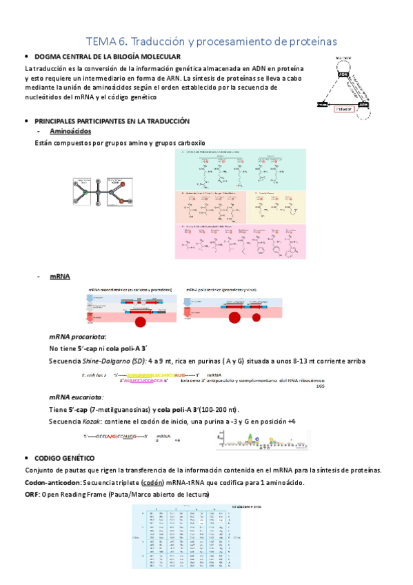 Miniatura del documento Tema-6-Traduccion-y-procesamiento-de-proteinas.pdf