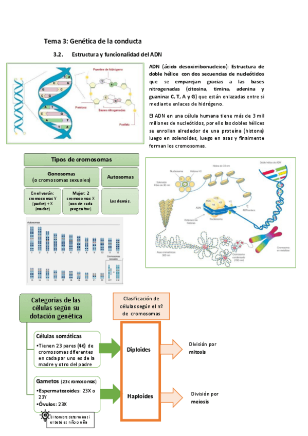 Miniatura del documento Tema-3.-Genetica-de-la-conducta.pdf