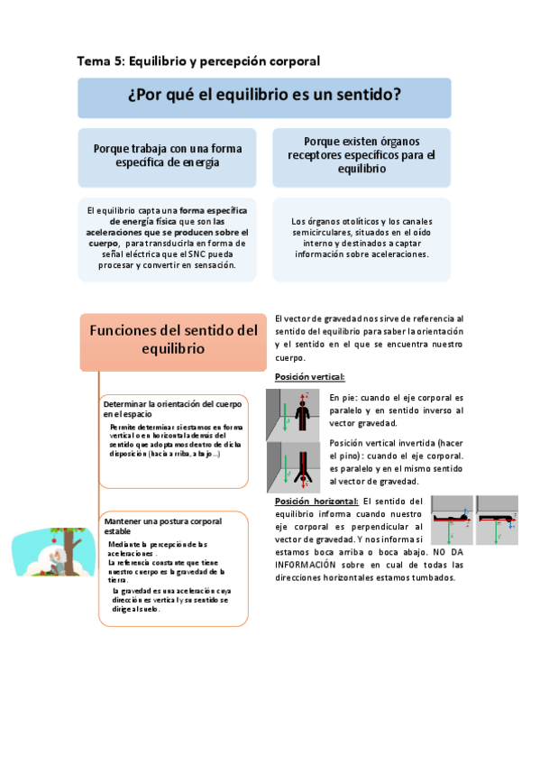 Miniatura del documento Tema-5.-Equilibrio-y-percepcion-corporal.pdf
