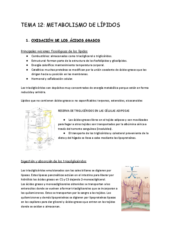 Miniatura del documento Tema-12.-Metabolismo-de-lipidos.pdf