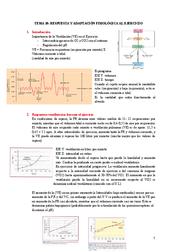 Miniatura del documento TEMA-10-RESPUESTA-Y-ADAPTACION-FISIOLOGICA-AL-EJERCICIO.pdf